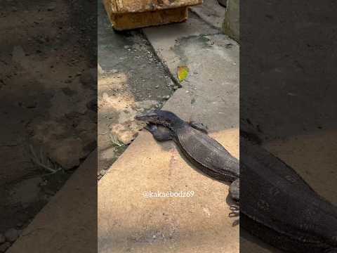 NANGKAP BIAWAK LEPAS SAMA PAWANGNYA LANGSUNG TUNDUK