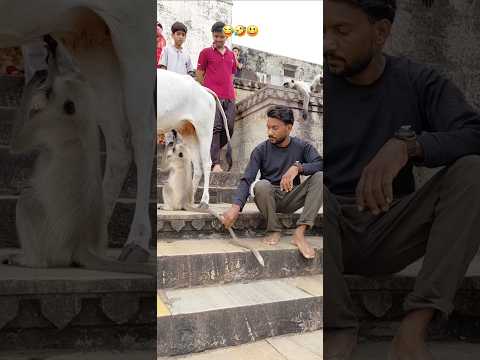 #newमारवाड़ीcomedy राजस्थान चित्तौड़ #विडियोबंदर 😂🤣बंदर को आया गुस्सा #monkeycomedy #ख़बर1इंडिया