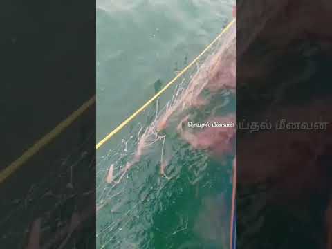 😮கண் பார்வையை குருடாக்கும் Jellyfish Ah 🤔🤔?? #fishing #fishermn #seafood #fishlovers #fish #india