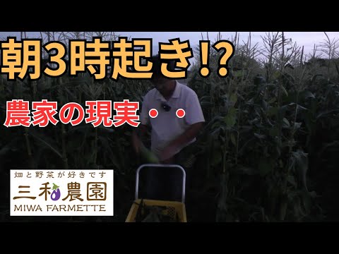 【農家密着24時】真夜中3時起き!?三和農園のリアルな1日に完全密着！（2025.7.14）