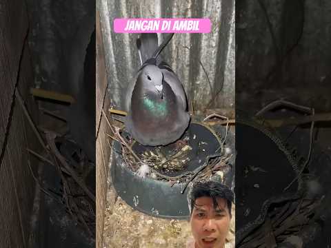 Jangan di ambil‼️ #pigeon #shorts #funny #birds