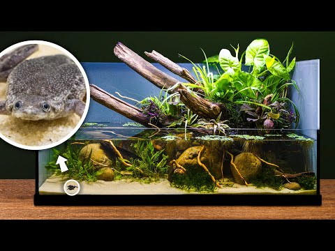 Giant DIY Pond Paludarium for Tiny Aquatic Frogs