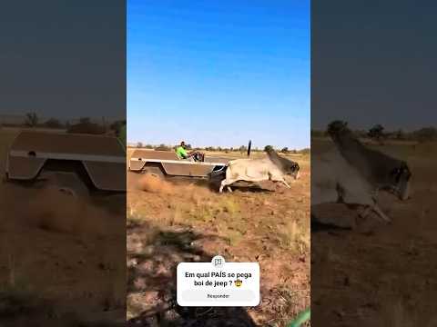 Em qual PAÍS se pega boi de jeep ? 🤠 #farm #fazenda #pecuarista #agro #boi #gado