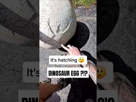 Life size dinosaur egg  found un hatched in a dumpster !? #dumpsterdiving #dinosaur #egg #scary
