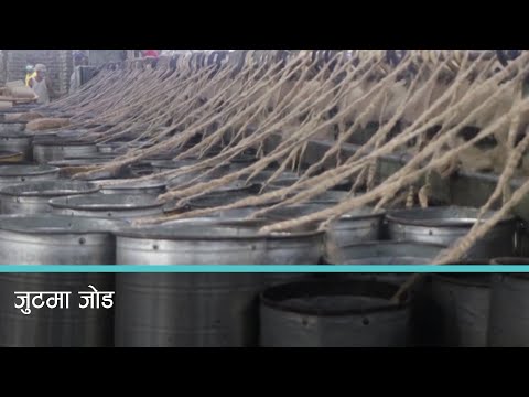 जुट खेतीका लागि २१ वर्षपछि नयाँ जातको विउ वितरण 