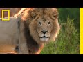 Lion Behavior and Health Assessment
