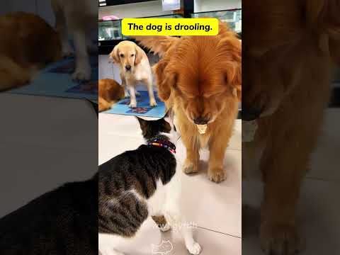 The wonderful relationship between cats and dogs.#cat #kitten #funnycats #funnyanimals #funnypets