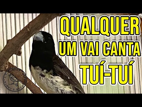 MOMENTO EXATO DE TROCAR CANTO DO PAPA CAPIM JÁ PRETO