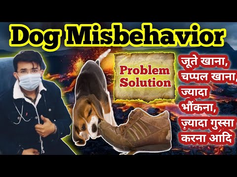 Dog Misbehaviour Problem 😭 || Problem Solution || Barking, Shoe Chewing, Aggression etc.
