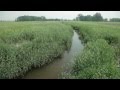 Two-Stage Ditch Practices and Impacts