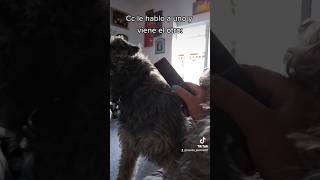 Celosos 🐱🐶 #dog #tiktok #funny #gatos #cat #perros ❤️🥹 #trending #shorts #trend #new #motivation