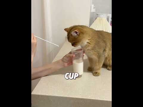 They say it’s almost impossible to capture a cat’s tongue while it’s drinking#cat #cute #shorts