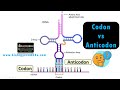 Codons and Anticodons in Protein Synthesis