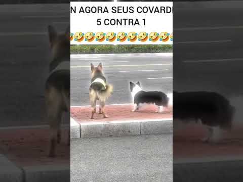 FRED ME AJUDA//FRED HELP ME 🤣🤣🤣🤣🤣🤣🤣🤣🤣🤣