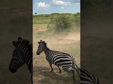Lion Hunts Zebra #maasaimara #lion #kenyansafari #wildlife #travel #magic