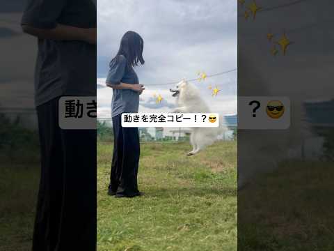 飼い主の動きを完全コピーする相棒が賢すぎる #日本スピッツ #dogtricks