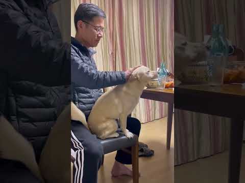 강아지 없으면 아버지 운다