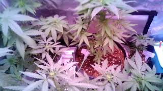 Update inside the tent