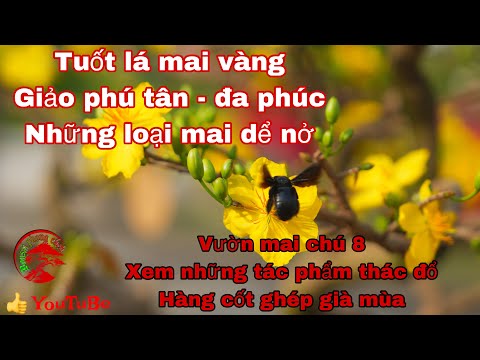 lãi lá mai vàng - giảo phú tân , vườn chú 8