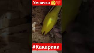 #какарики #shorts #shortvideo #song #short #subscribe #shortsviral #youtubeshorts #ytshorts #birds
