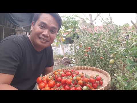 Hasil Panen TOMAT ORGANIK Melimpah Dari Pekarangan Rumah