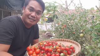 Hasil Panen TOMAT ORGANIK Melimpah Dari Pekarangan Rumah