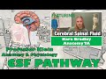 Cerebrospinal Fluid Pathway and Functions