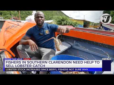 Fishers in Southern Clarendon Need Help to Sell Lobster Catch | TVJ News