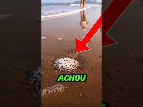 Essa Garoto achou Algo Surpreendente na Praia Veja o que aconteceu#shorts #viral #curiosidades