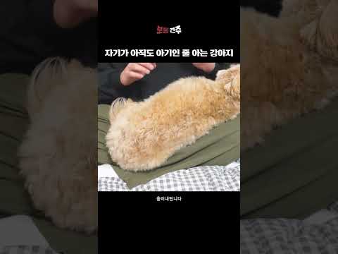 자기가 아직도 아기인 줄 아는 강아지#shorts