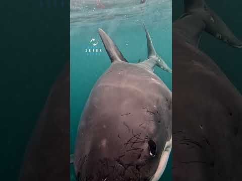 The Great White Shark Goa Getting Super Curious