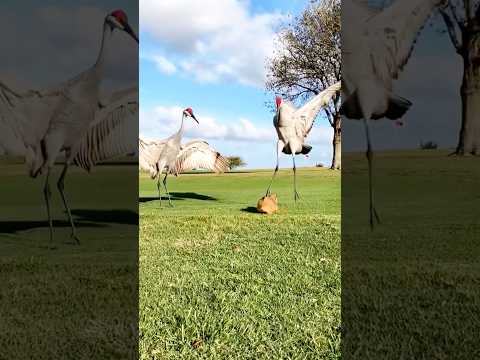 little dog vs big birds #animals #birds #babydog #viral