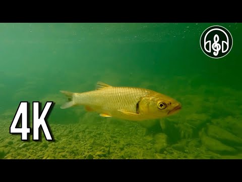 Underwater video of a mountain river with sounds of flowing water. 12 hours in 4K.