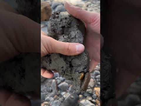 fossils  #shorts  #fossils