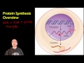 RNA and Protein Synthesis Concepts