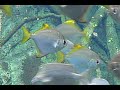 Brackish Water and Coastal Ecosystems