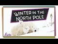 Arctic Animals and Their Winter Survival Strategies