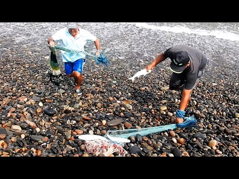 Increíbles Acciones de Pesca con Tarraya en Mar Revoltoso con capturas sorprendentes