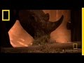 Rhino Behavior in New Environments