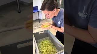 Hopfenbonitierung