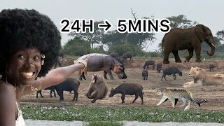 24 Hours in the Wild… in Just 5 Minutes