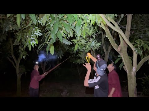 Săn Đêm - Nồi Cháo Chuột Huyền Thoại | Hunting | - TT2162
