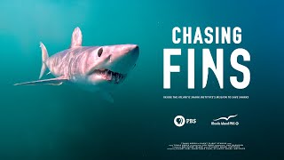 Chasing Fins: Inside the Atlantic Shark Institute's Mission to Save Sharks