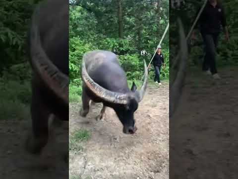 Chú trâu có cặp sừng dài khủng #news #trending #shortvideo