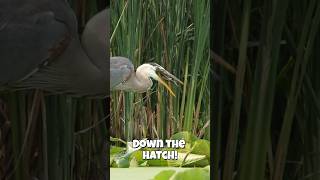 Great Blue Heron Gulps Down Sunfish