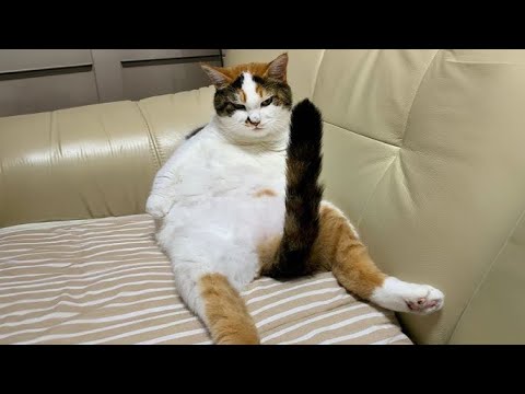 Funniest Cats /Dog Videos 2024 😅 - Best Funny Animal Videos Of The week 🐶 😹