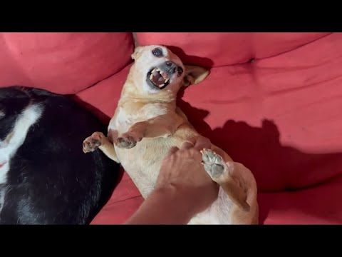 Pinscher não gosta de carinho 