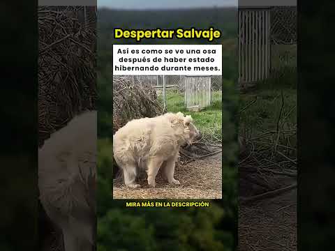 ¡Así se ve una osa después de hibernar durante meses! 🐻