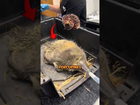 Why Did They Remove This Porcupine's Quills? (📷 : wildnorthab)