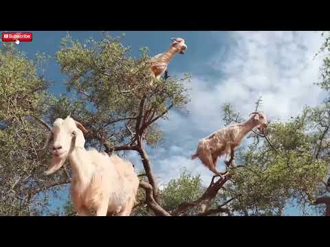 INCREIBLES CABRAS ESCALADORAS